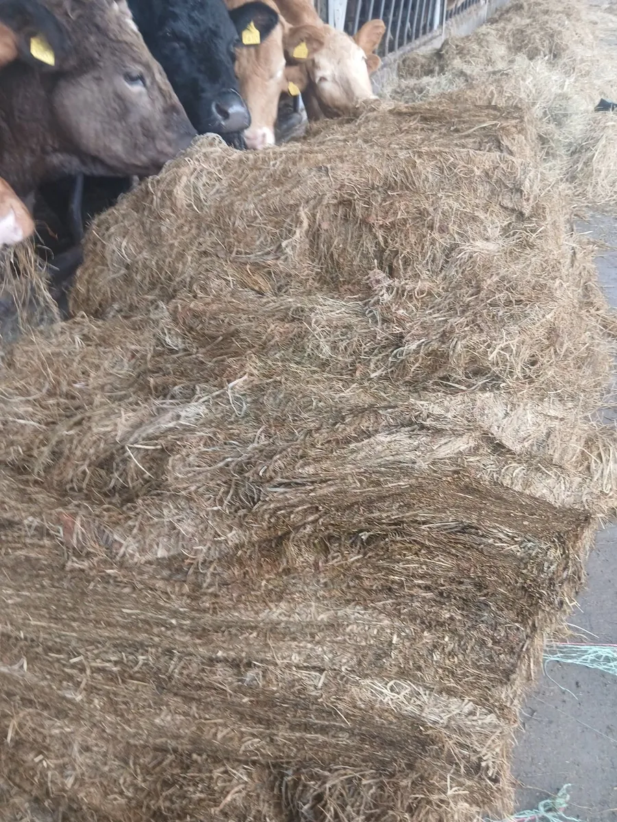 Silage - Image 3