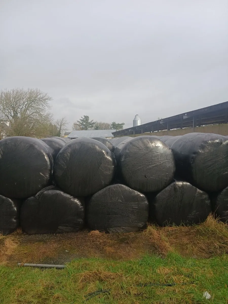 Silage - Image 2