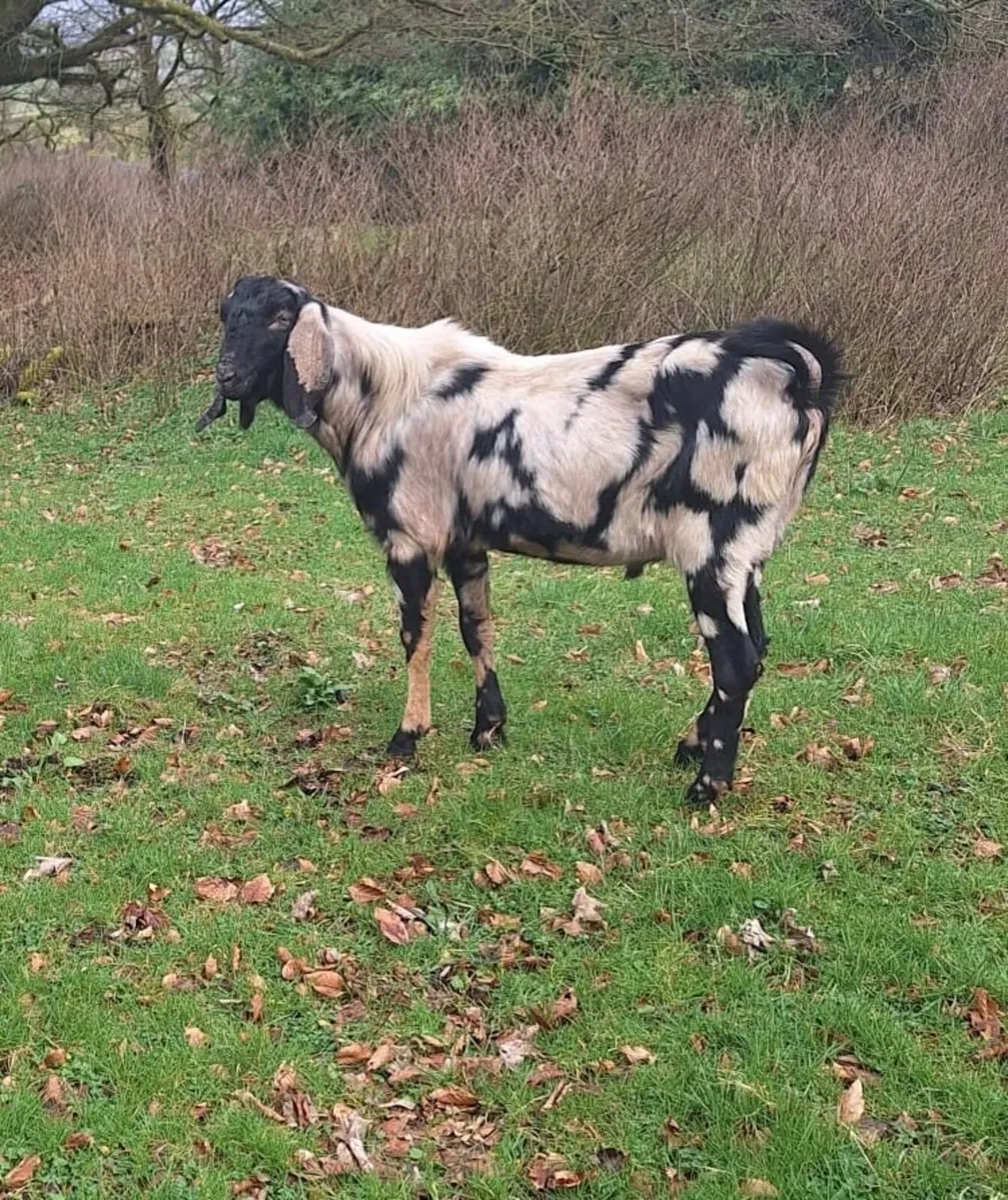 Pedigree Nubian Spotted Buck - Image 1