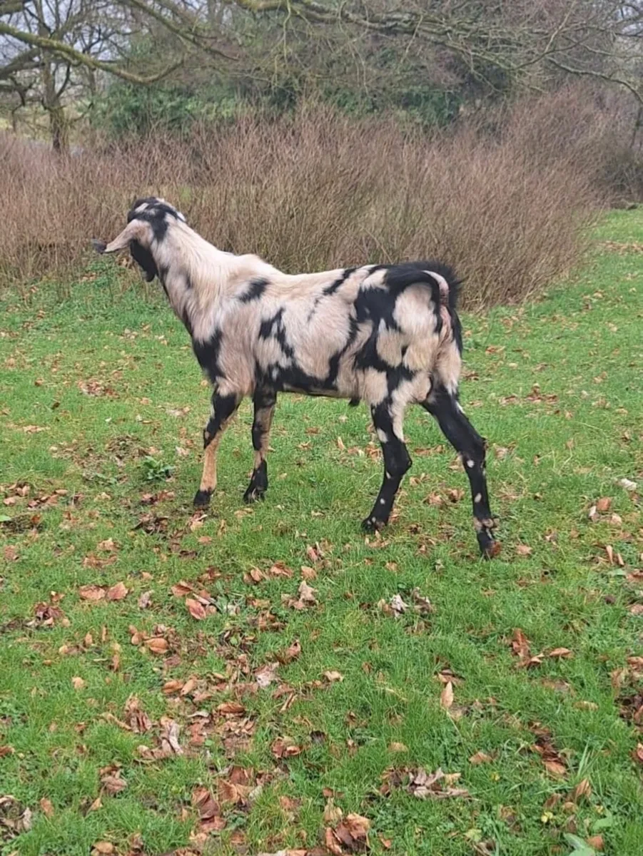 Pedigree Nubian Spotted Buck - Image 3