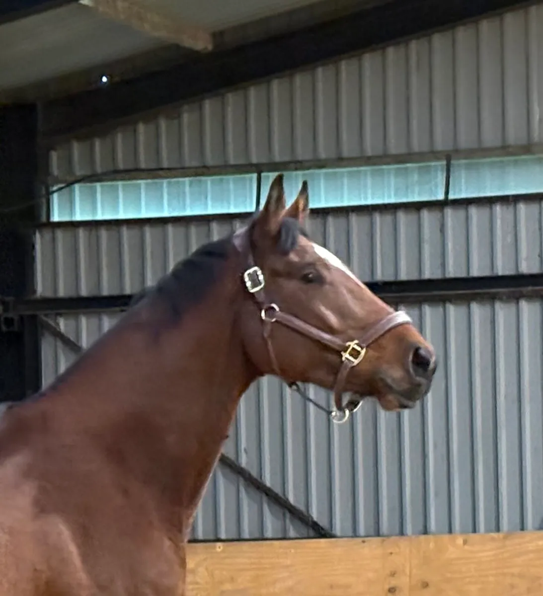 4 year old gelding - Image 1