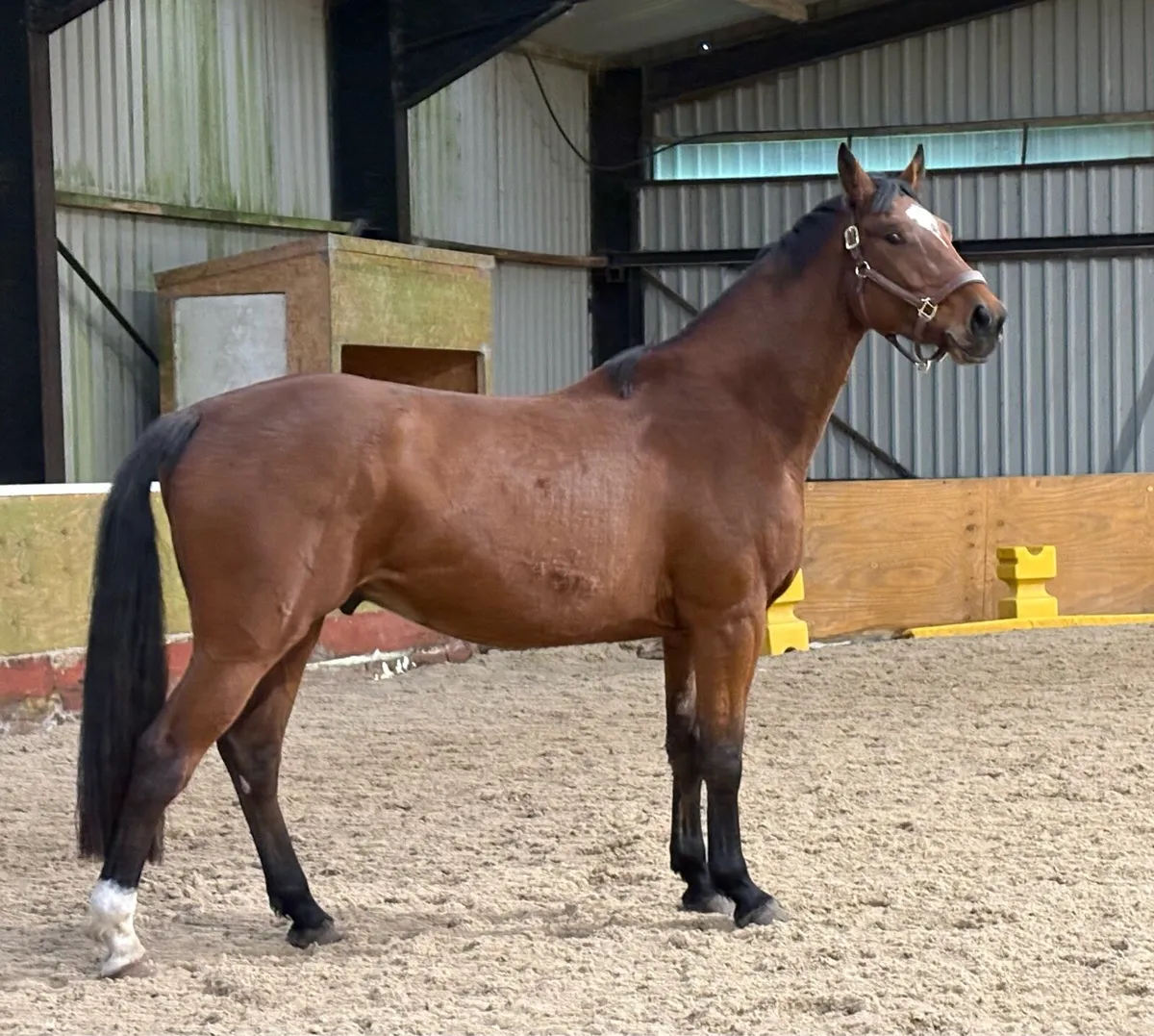 4 year old gelding - Image 3