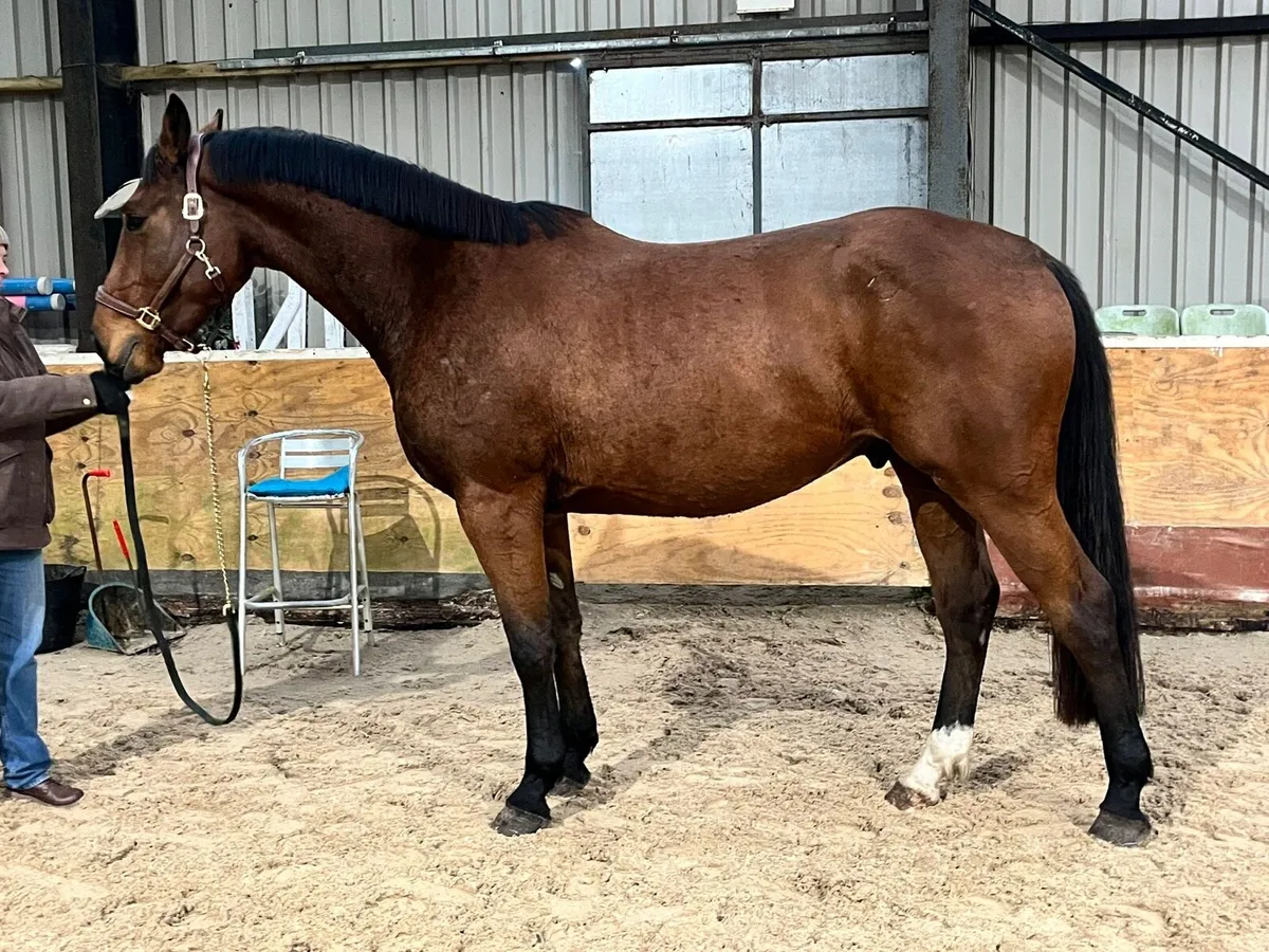 4 year old gelding - Image 2