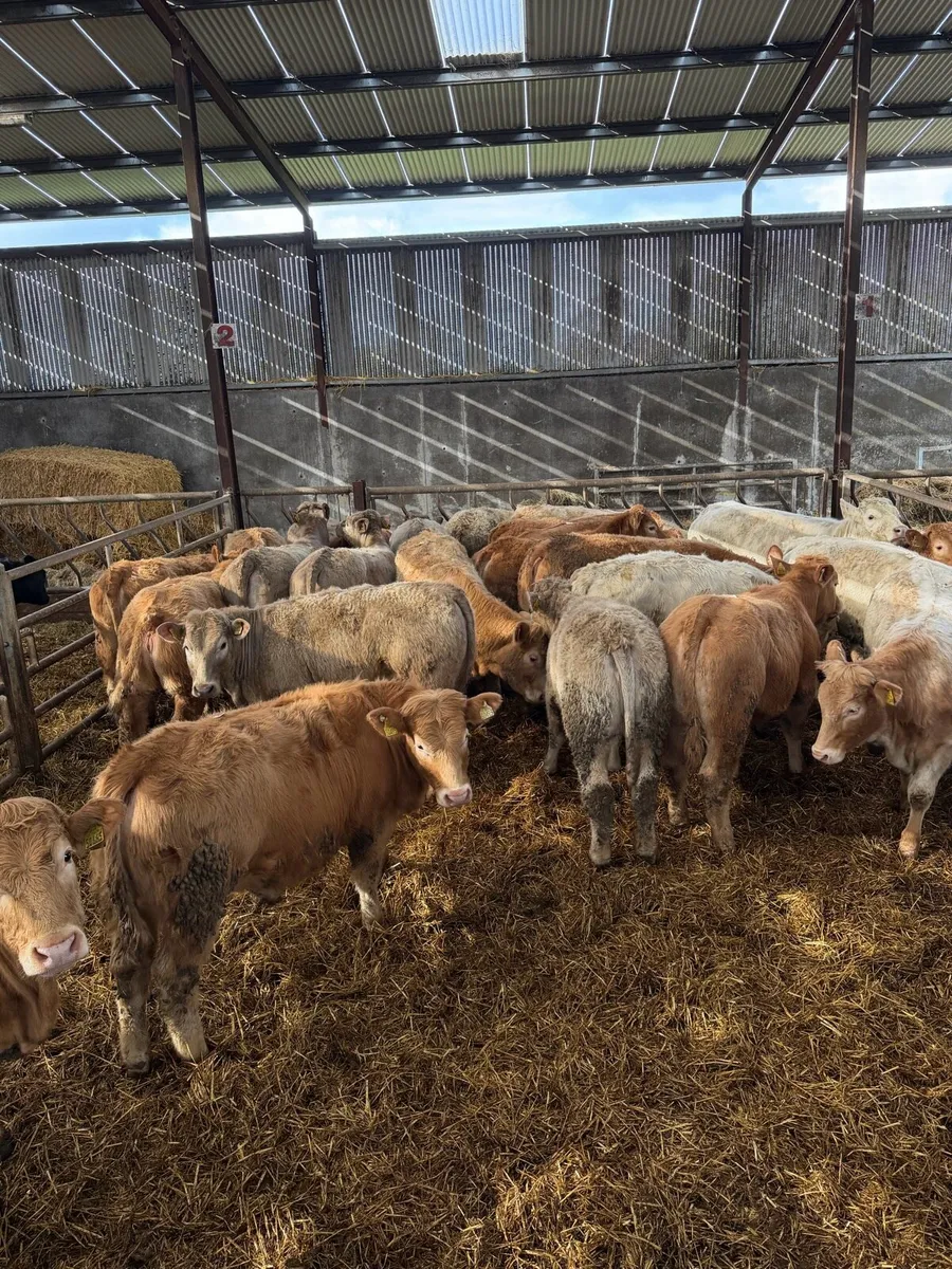 24 super store charolais heifers - Image 1