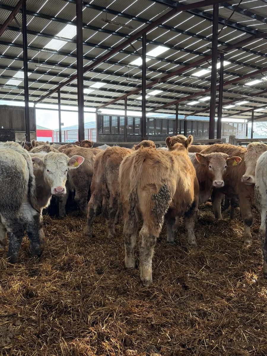 24 super store charolais heifers - Image 4