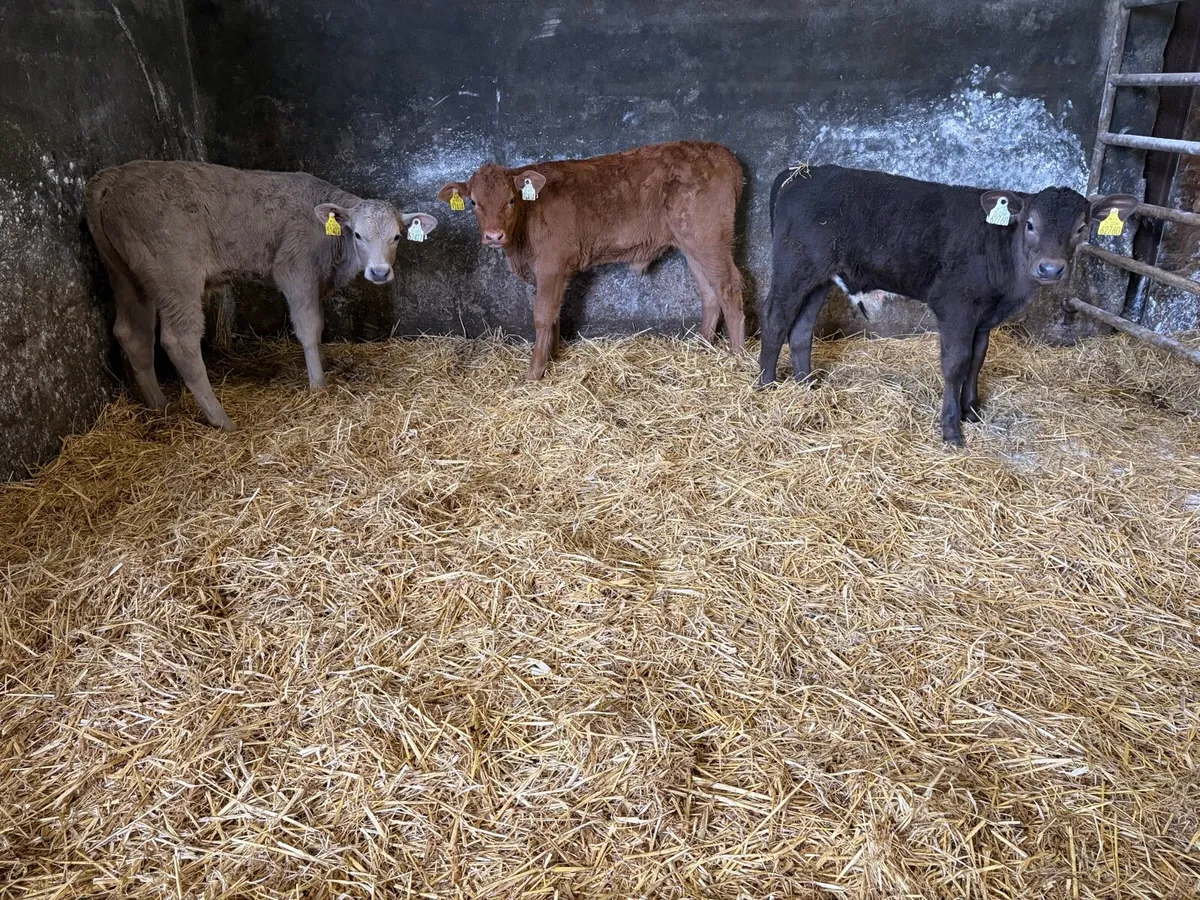 3 Super Continteal Bull calfs for sale - Image 1