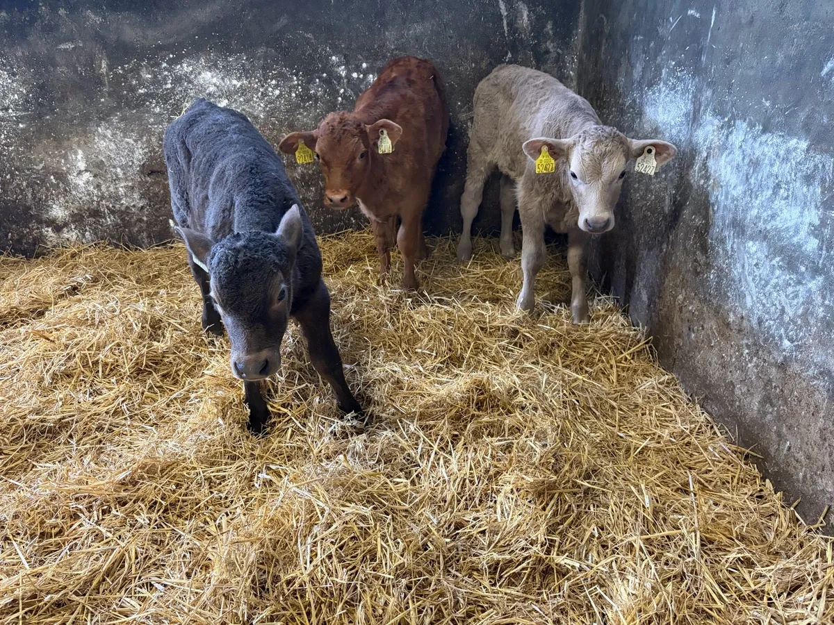 3 Super Continteal Bull calfs for sale - Image 2