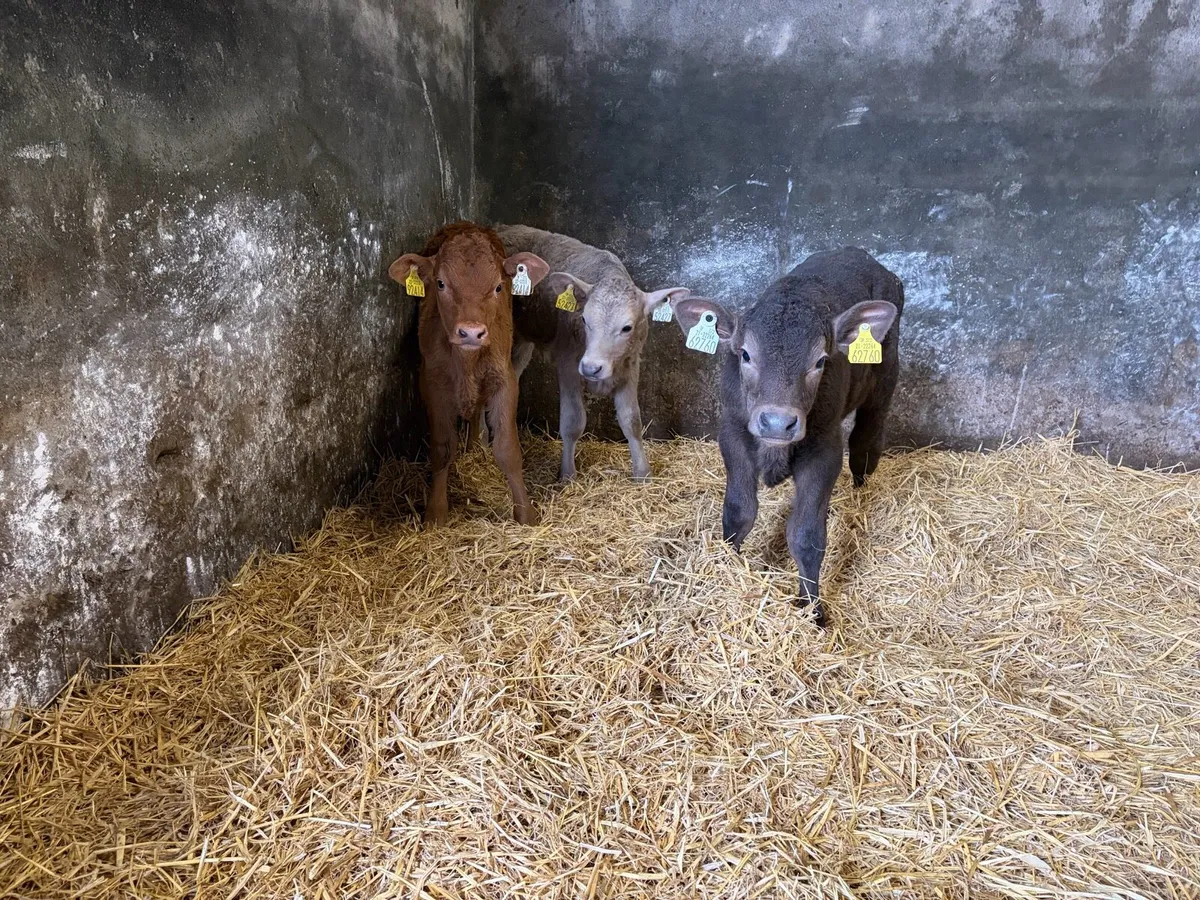 3 Super Continteal Bull calfs for sale - Image 4