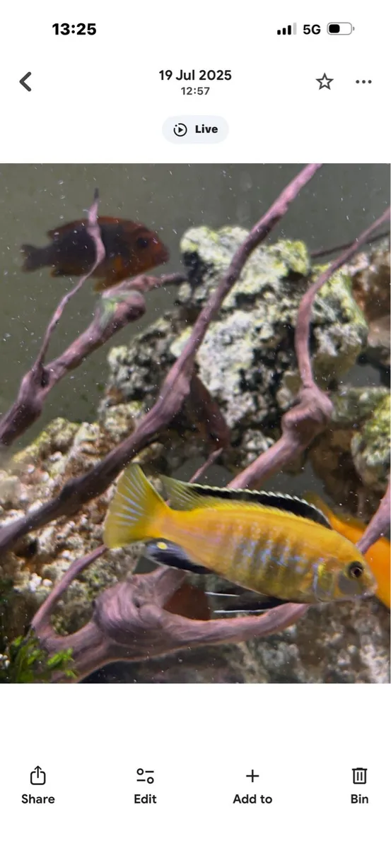 Fish chichild - Image 2