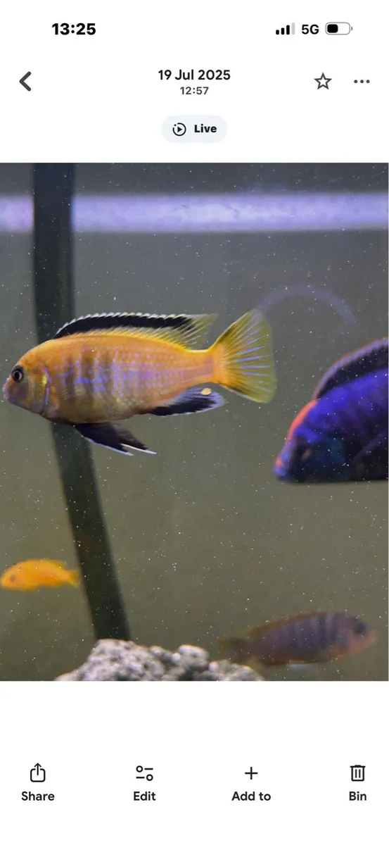 Fish chichild - Image 1