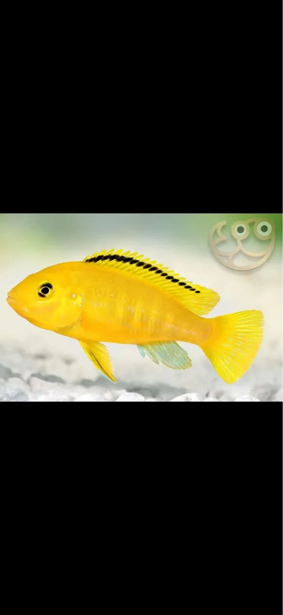 Fish chichild - Image 3