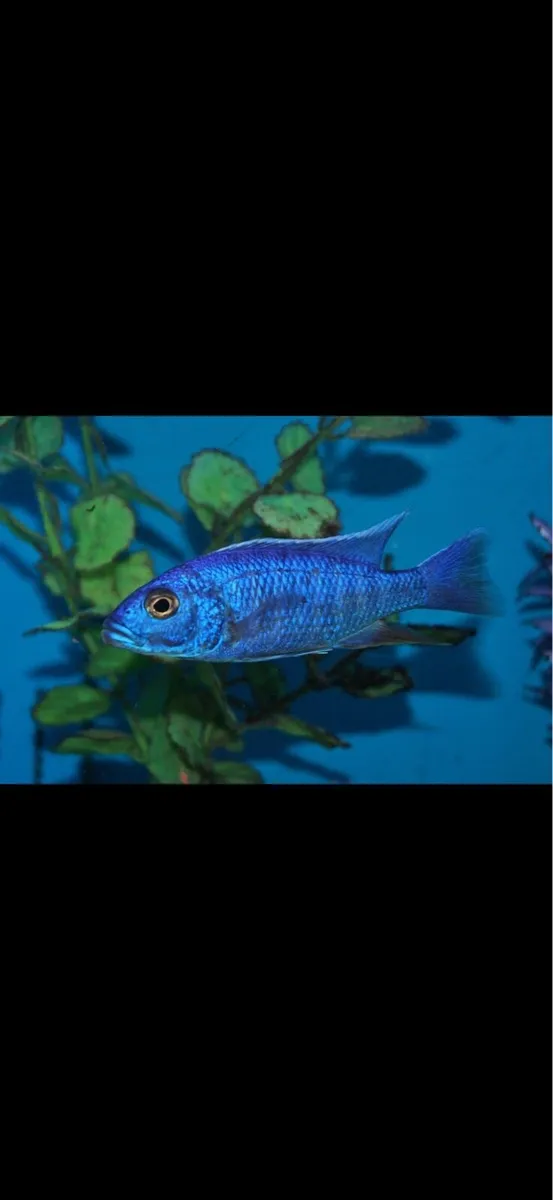 Fish chichild - Image 4