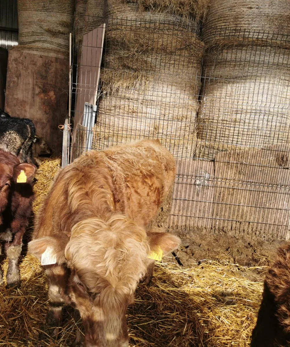 Organic Heifer+2Bulls Ballybay Mart Tonight 6:30pm - Image 4