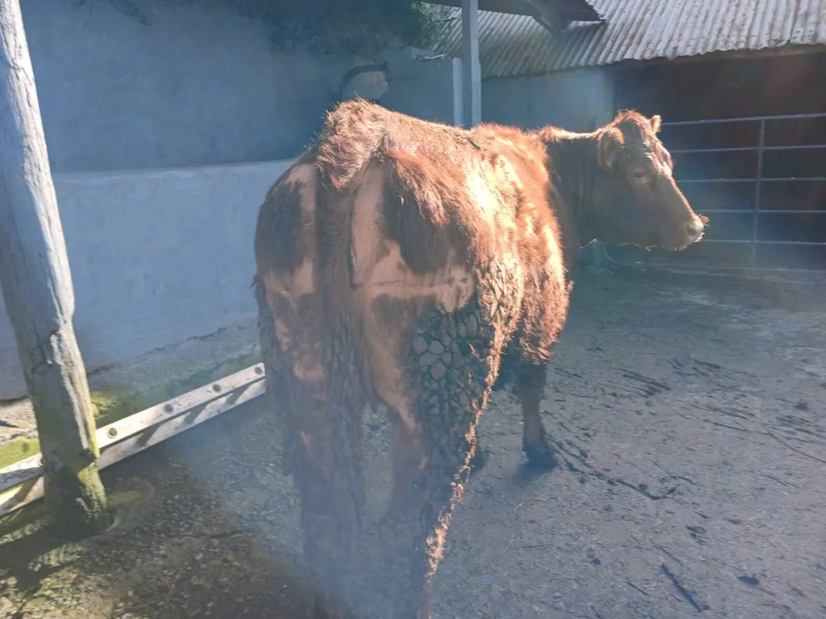 2 in-calf heifers - Image 1