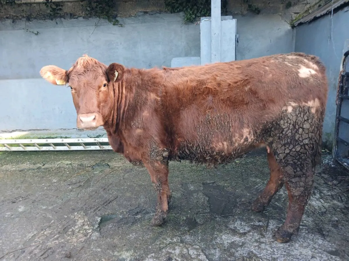 2 in-calf heifers - Image 2