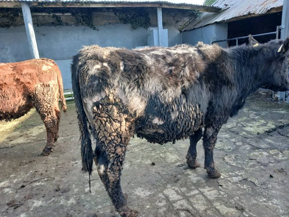 2 in-calf heifers - Image 4