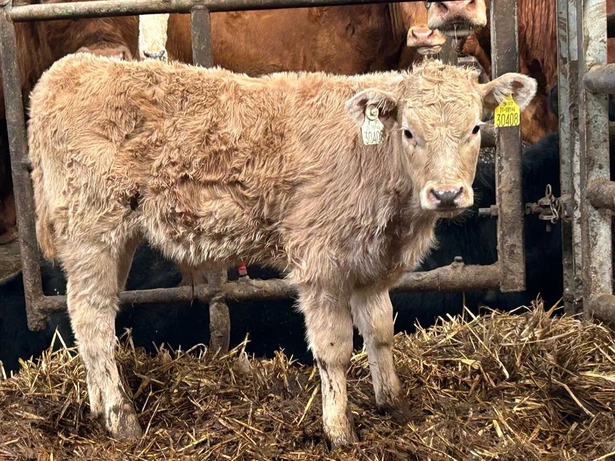 Second calved 5 star genotyped cow and calf - Image 2