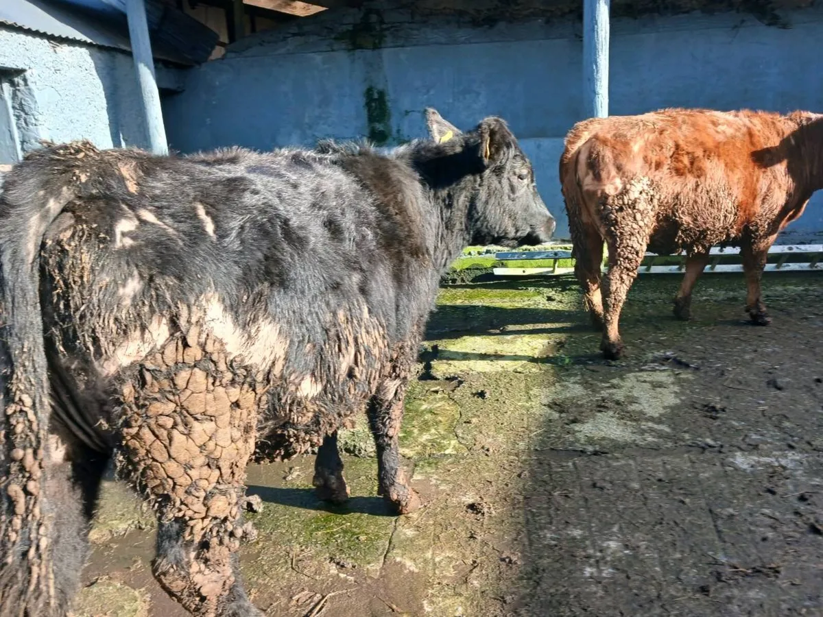 2 in-calf heifers - Image 3