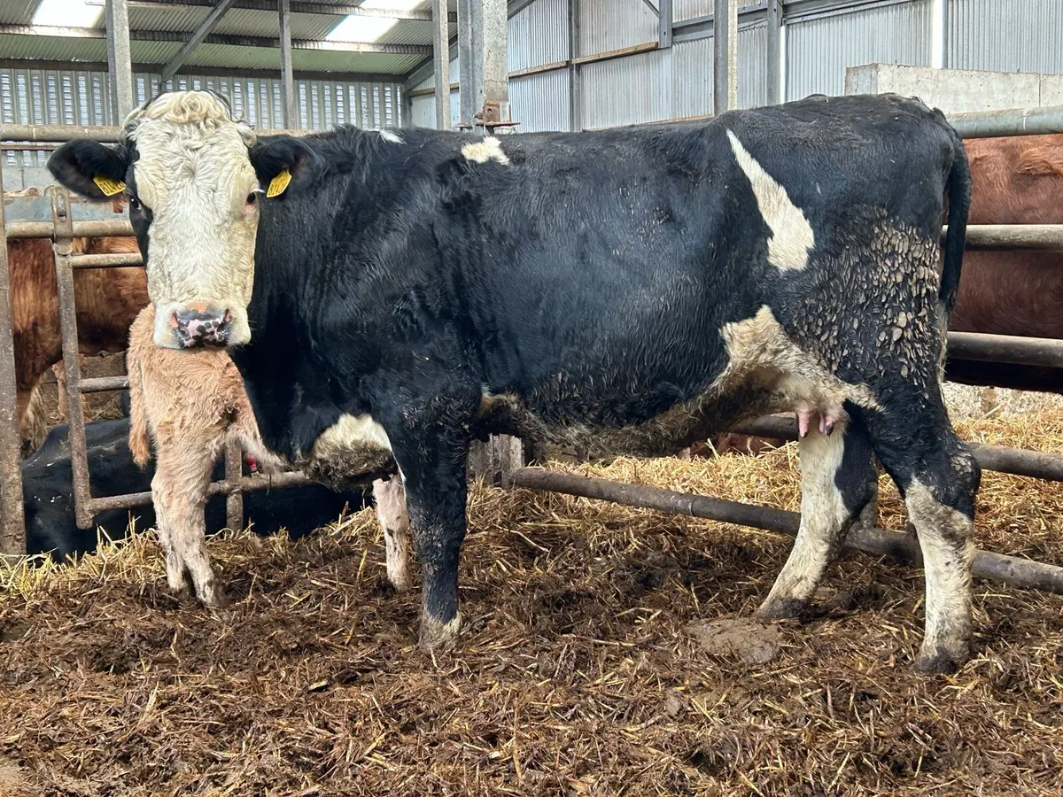 Second calved 5 star genotyped cow and calf - Image 4