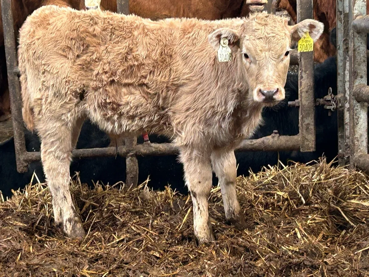 Second calved 5 star genotyped cow and calf - Image 3
