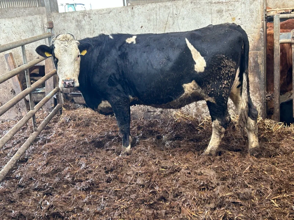 Second calved 5 star genotyped cow and calf - Image 1