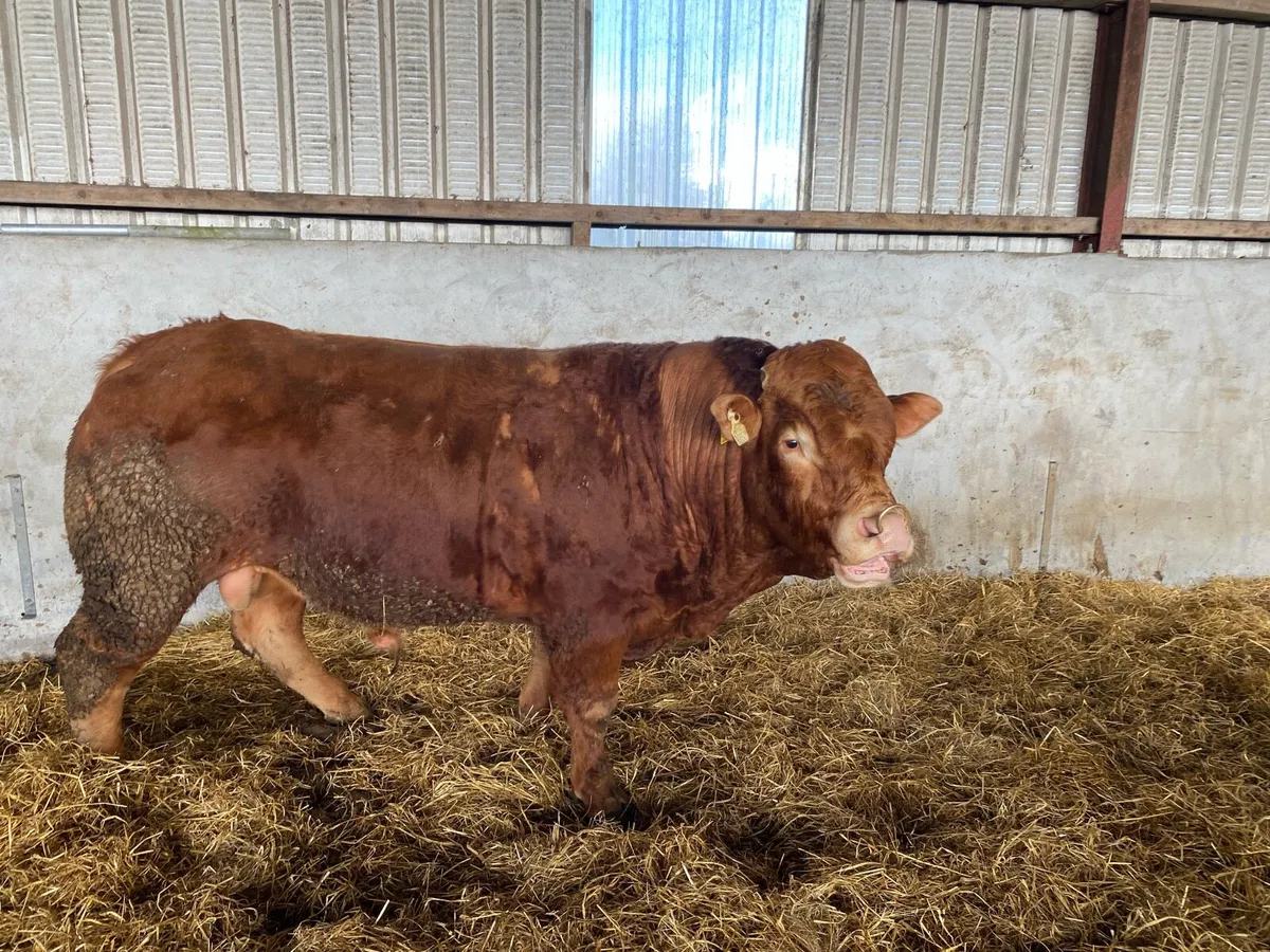 Limousine Bull - Image 1