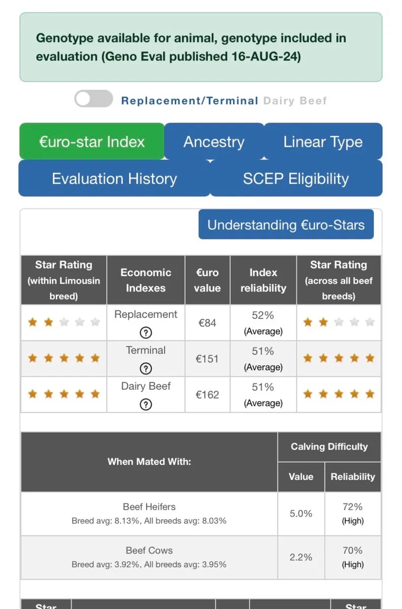 Limousine Bull - Image 2
