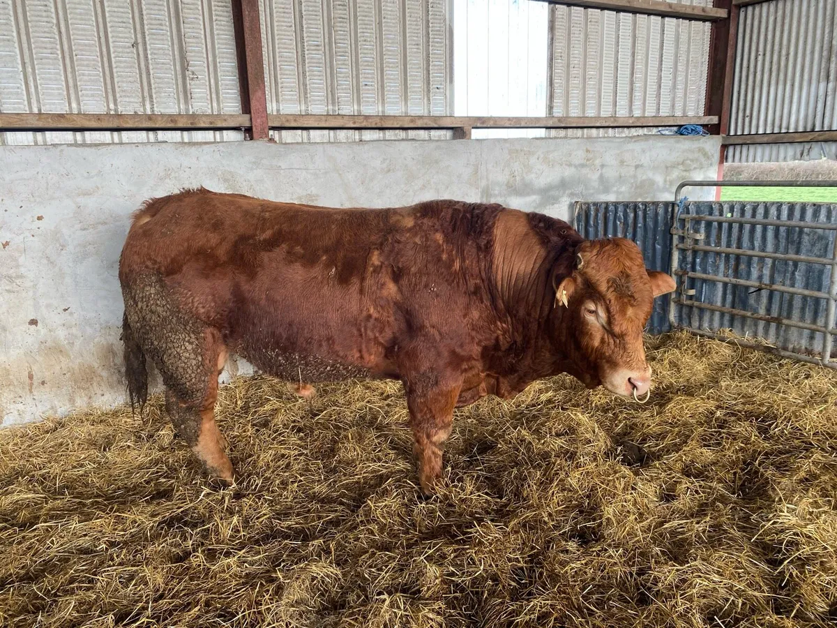 Limousine Bull - Image 3