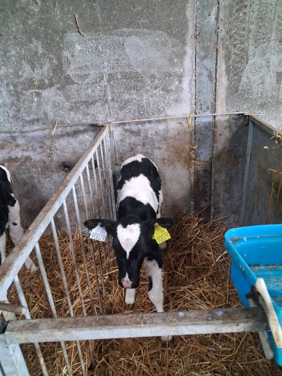 Calves - Image 2