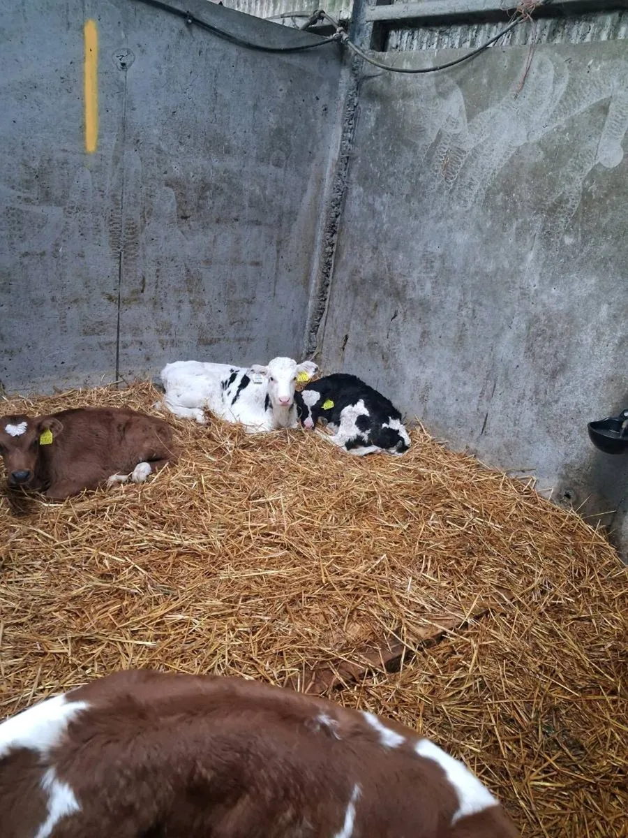 Calves - Image 1