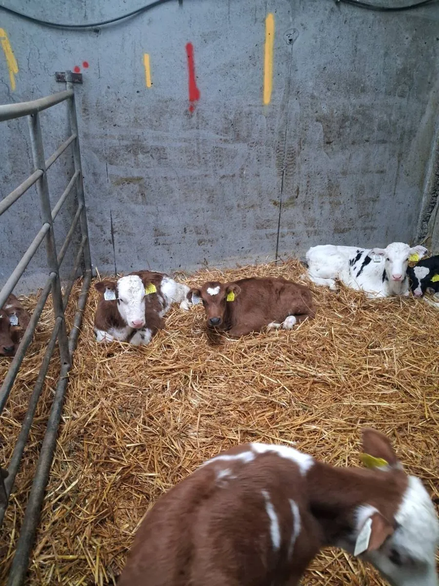 Calves - Image 2