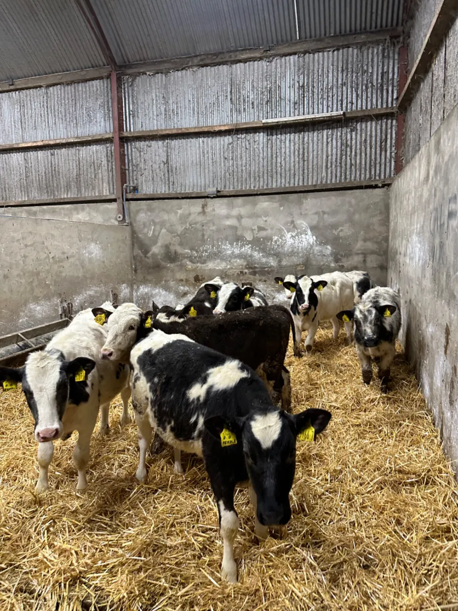 Blue and Simmental heifers - Image 3