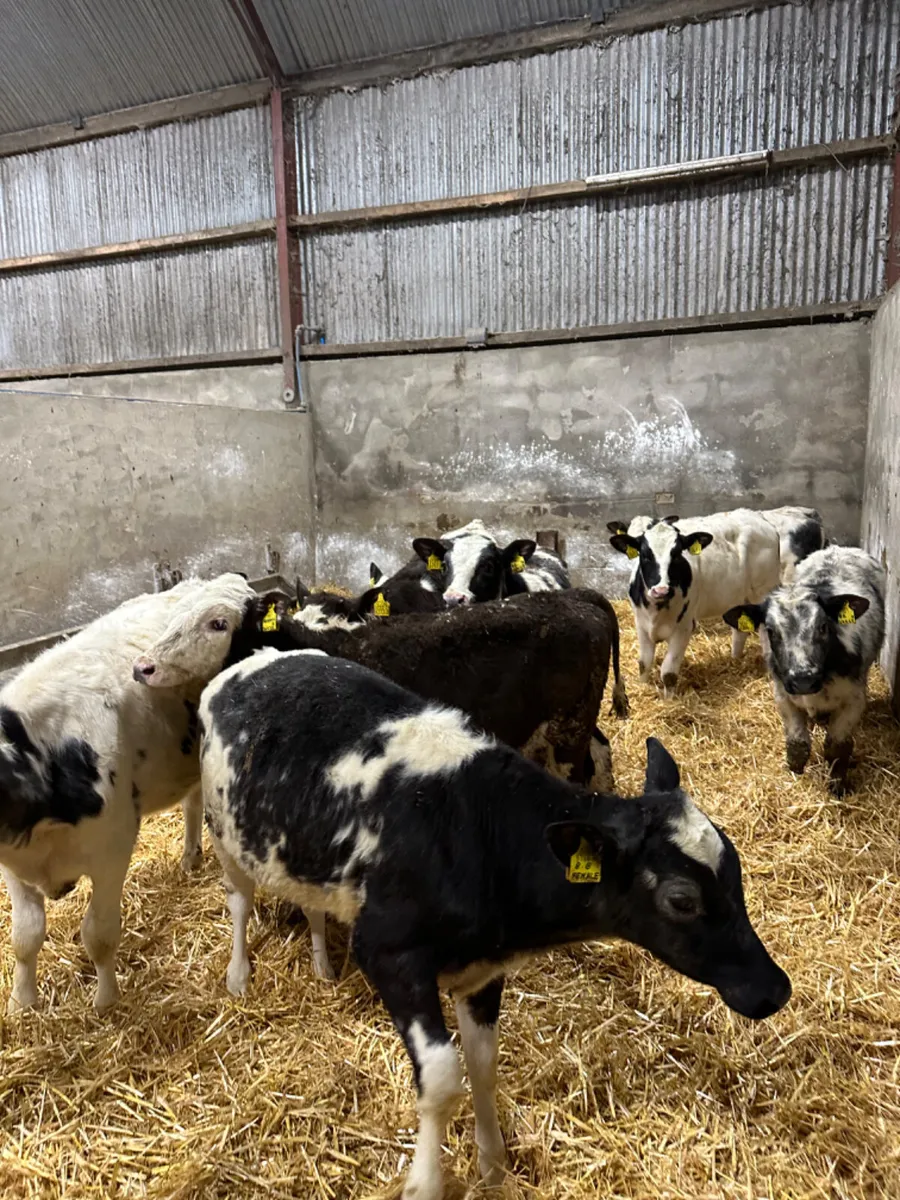 Blue and Simmental heifers - Image 4