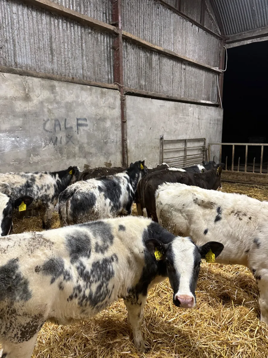 Blue and Simmental heifers - Image 2
