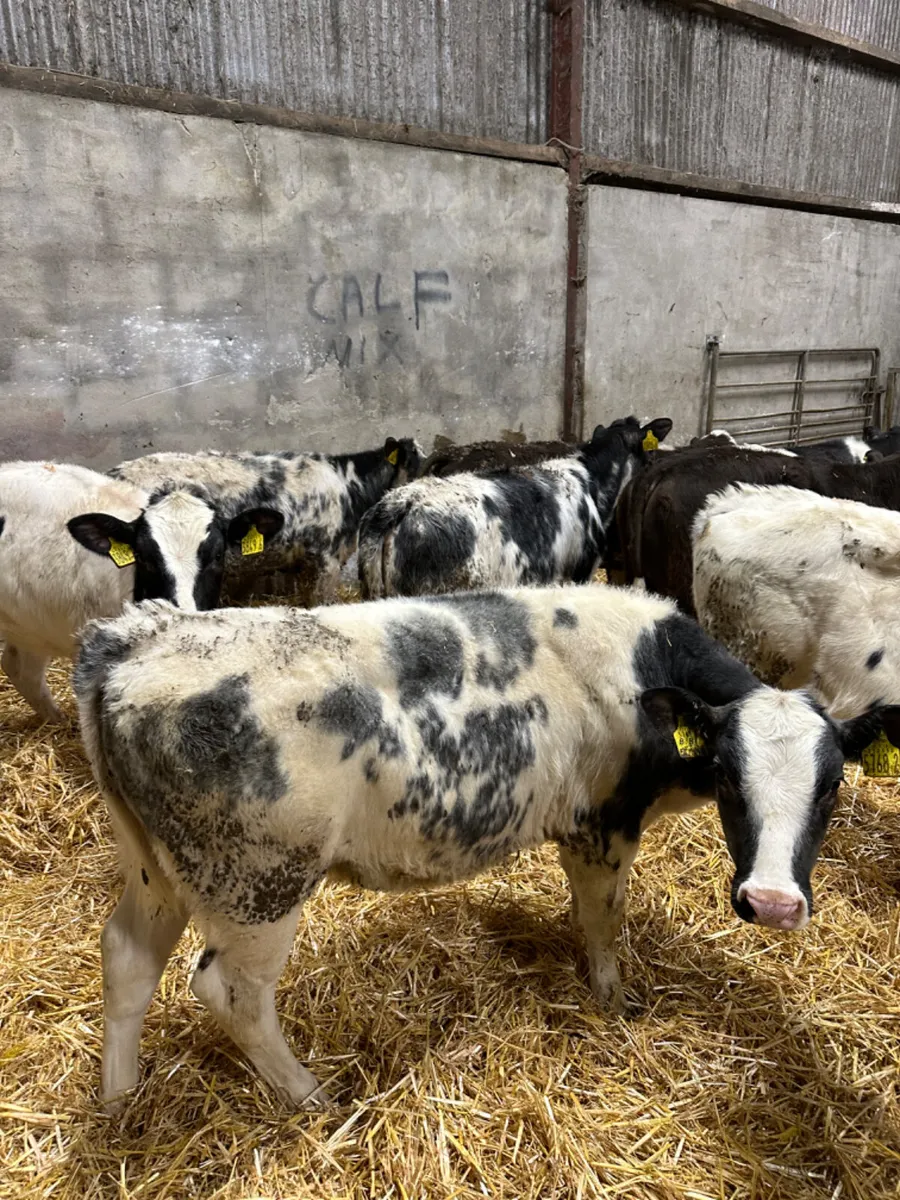 Blue and Simmental heifers - Image 1