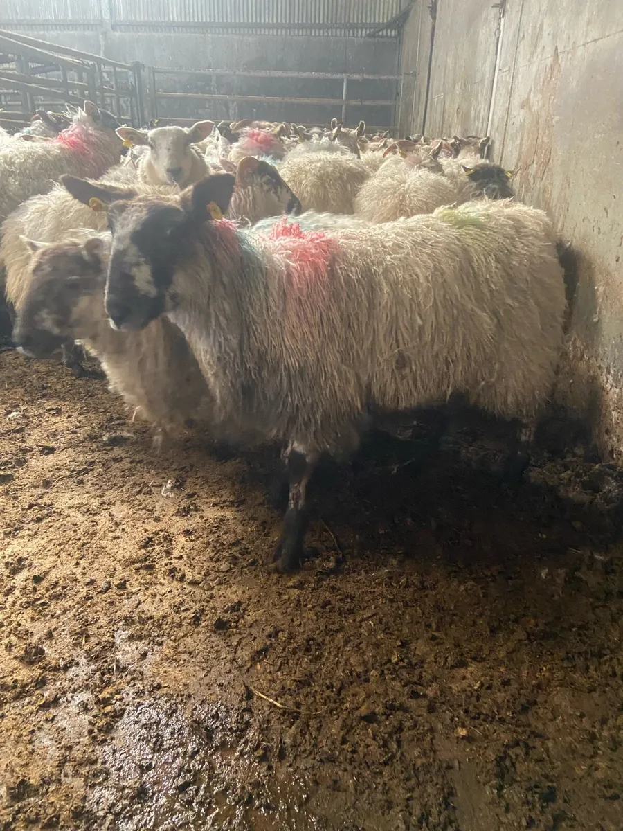 ⭐️100 ewe lambs job lot⭐️ - Image 1