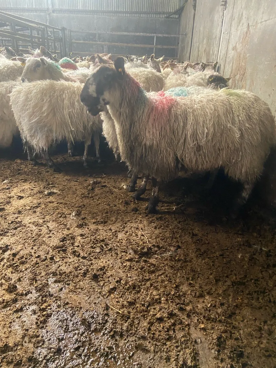 ⭐️100 ewe lambs job lot⭐️ - Image 2