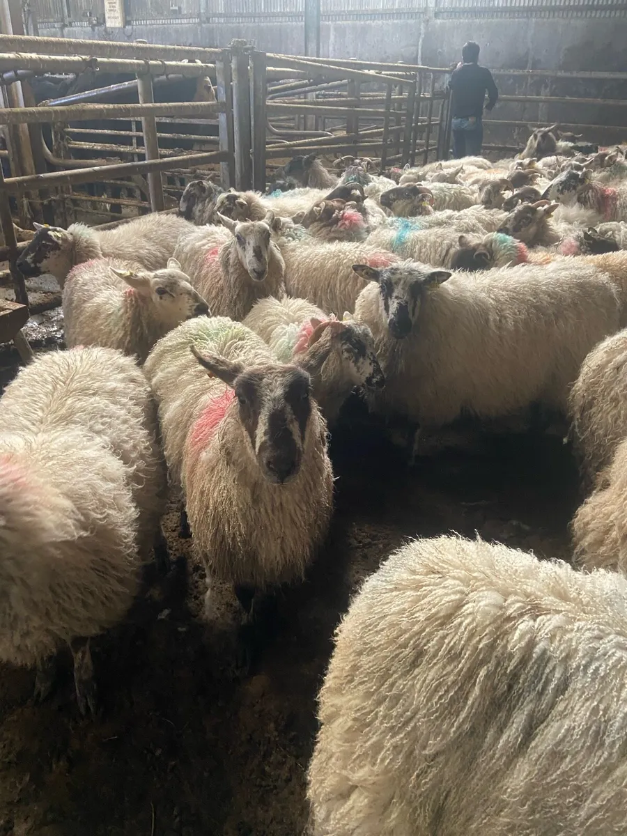 ⭐️100 ewe lambs job lot⭐️ - Image 3