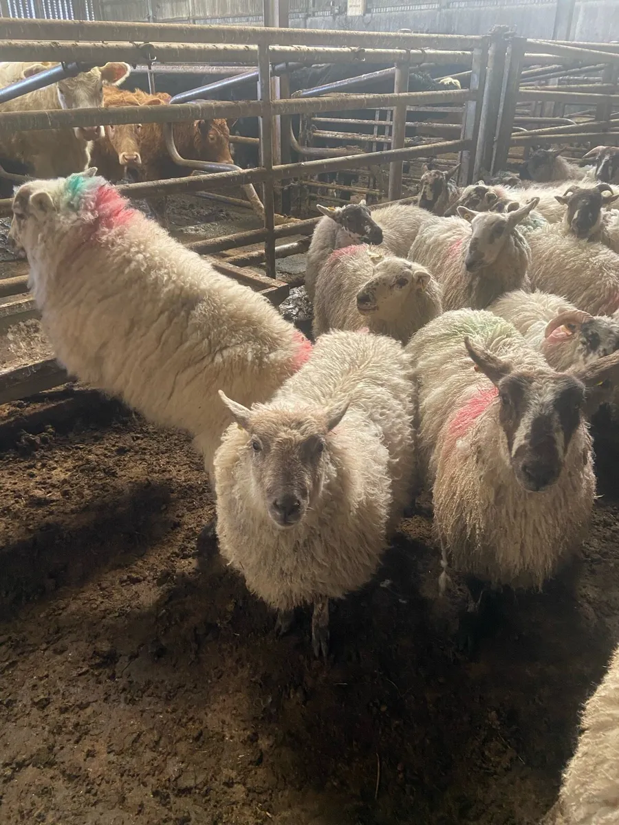 ⭐️100 ewe lambs job lot⭐️ - Image 4