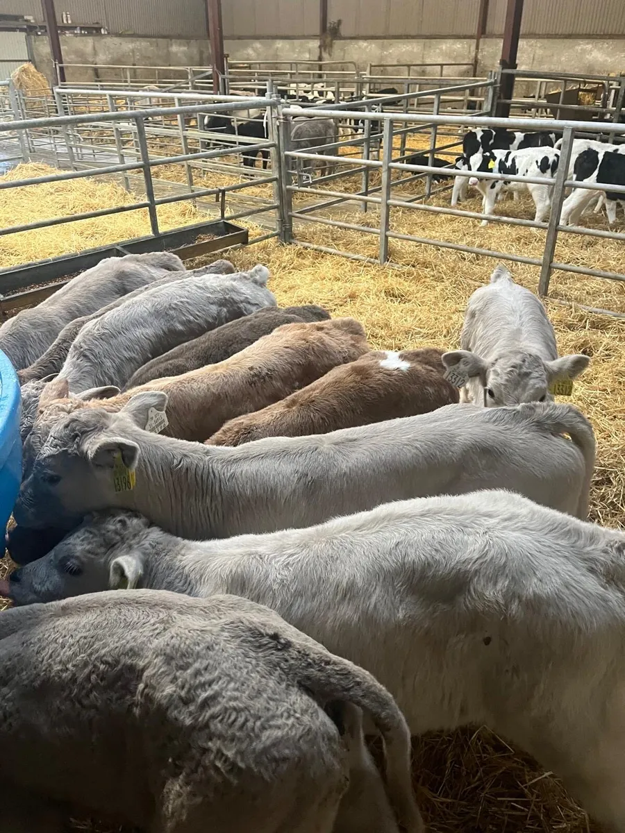 Belgian blue, Charolais and sim calves for sale - Image 1