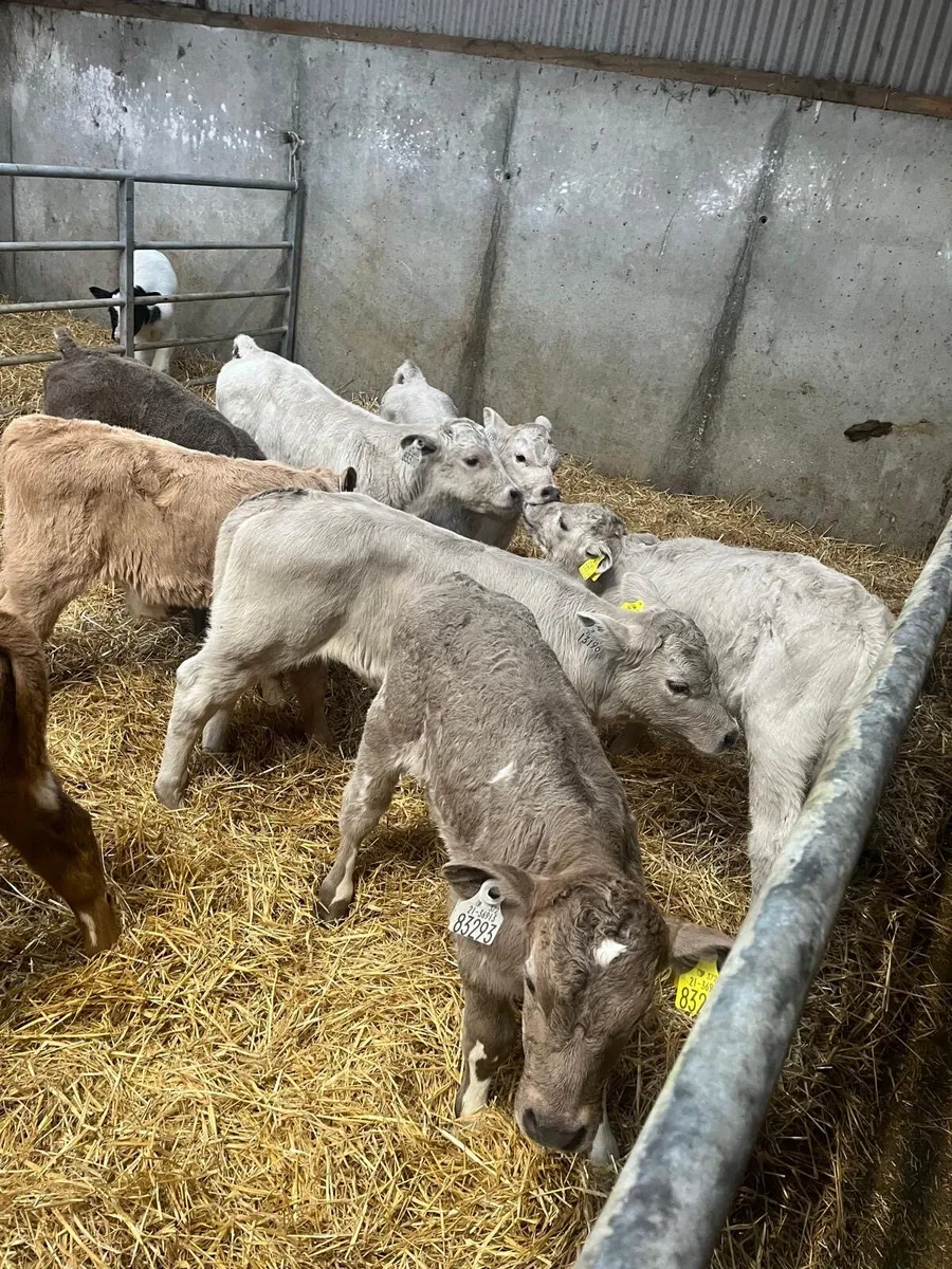Belgian blue, Charolais and sim calves for sale - Image 2