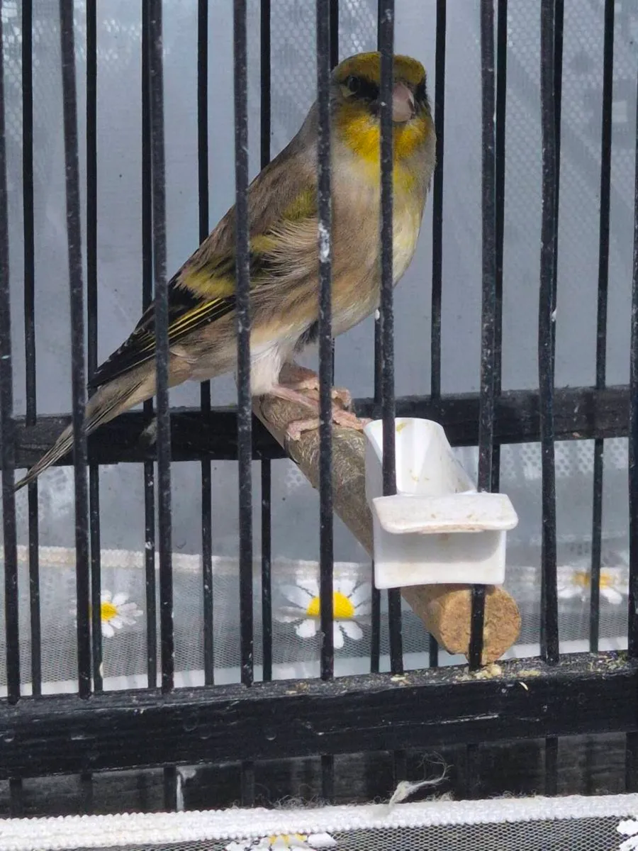 Singing birds canery x - Image 1