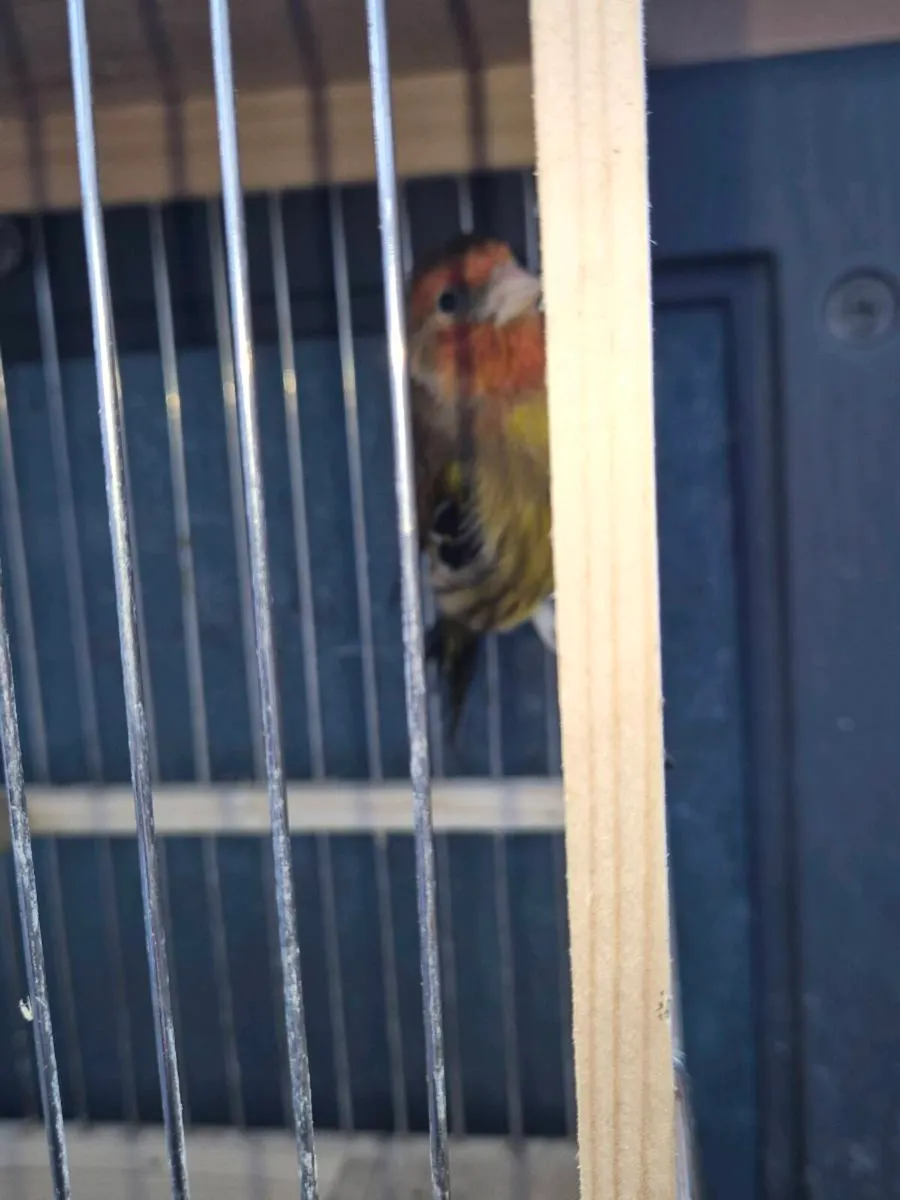 Singing birds canery x - Image 2