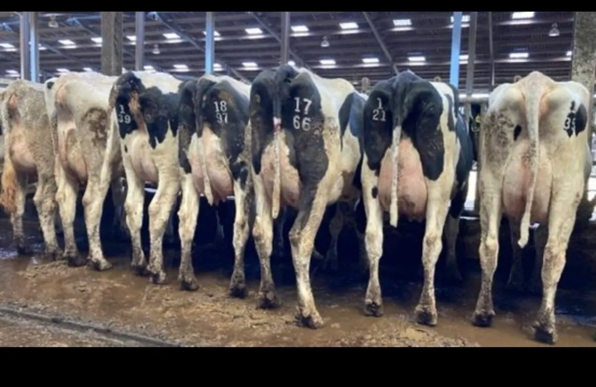 Hols calved cows and heifers - Image 1