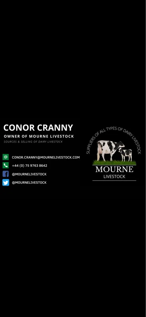 Hols calved cows and heifers - Image 2