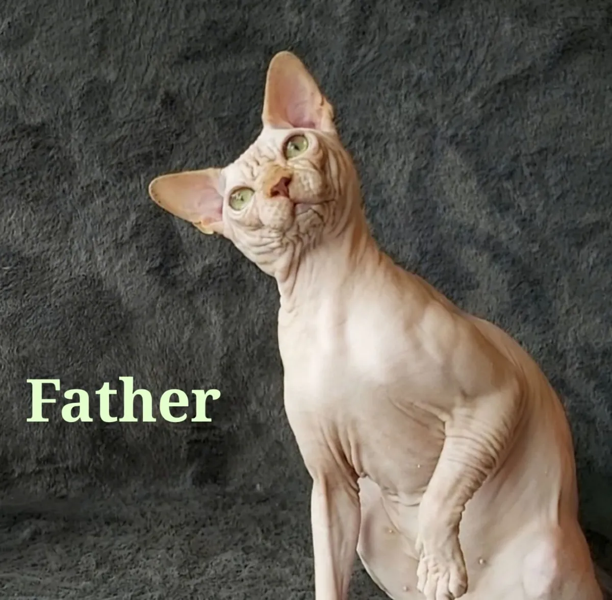 Sphynx Sphinx kittens (can deliver) - Image 3