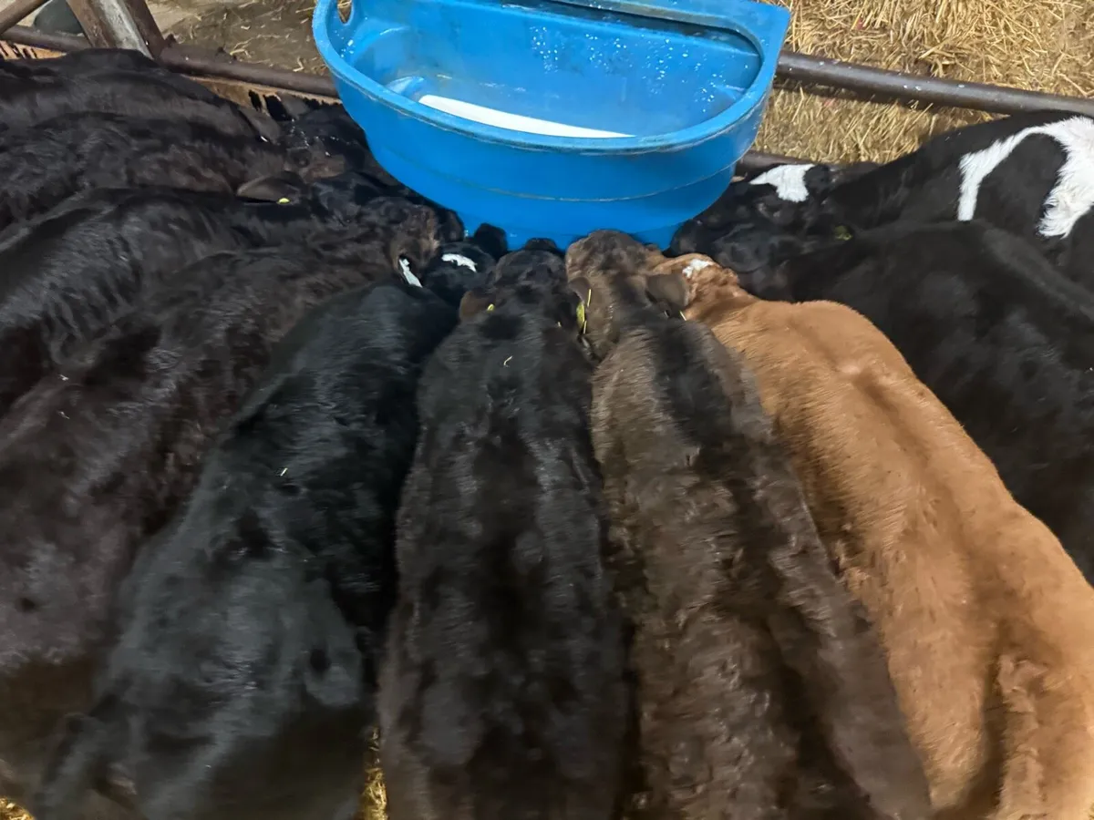 Well grown, high CBV calves at Kanturk mart - Image 2