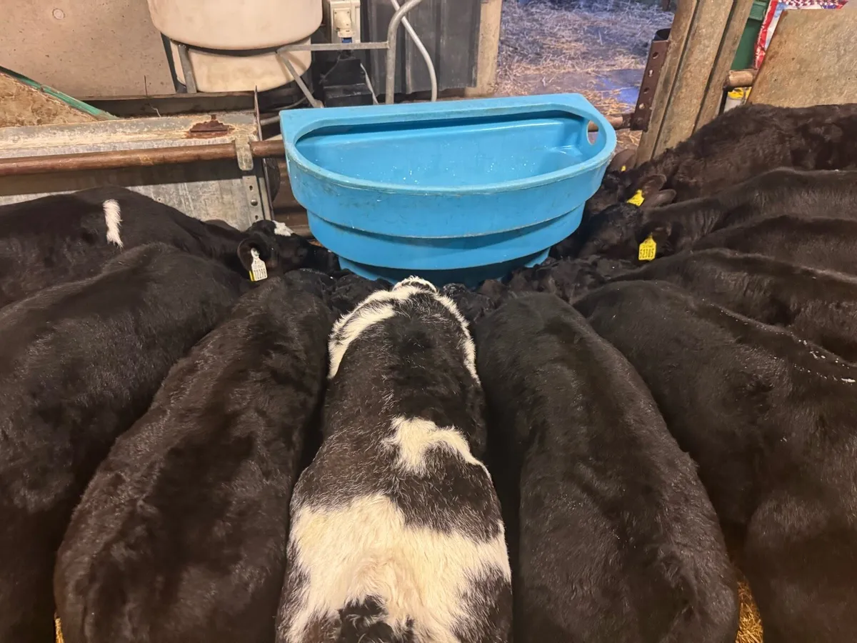 Well grown, high CBV calves at Kanturk mart - Image 3