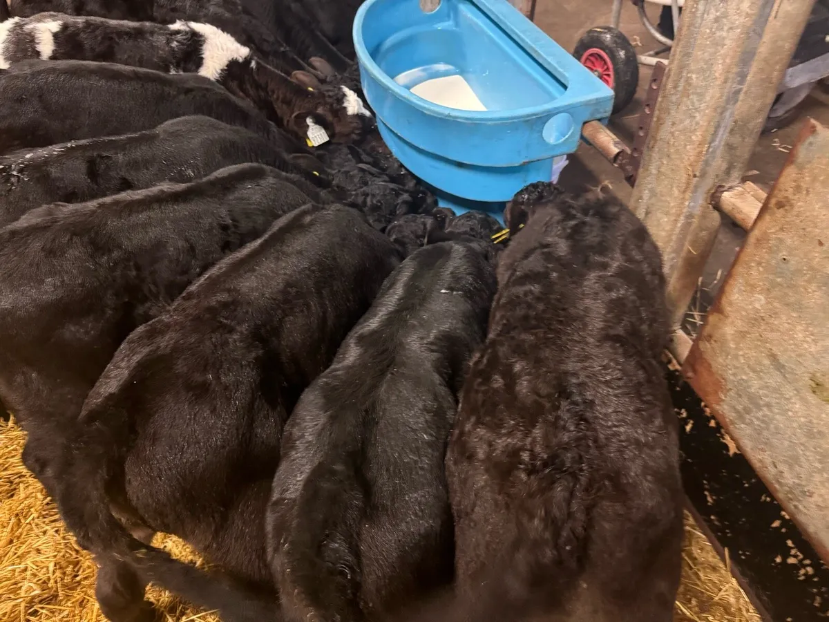 Well grown, high CBV calves at Kanturk mart - Image 4