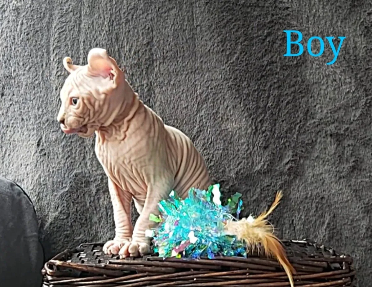 Sphynx Sphinx kittens (can deliver) - Image 1